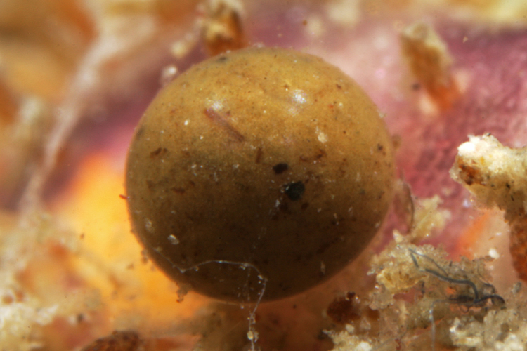Представитель Семейства Gromiidae